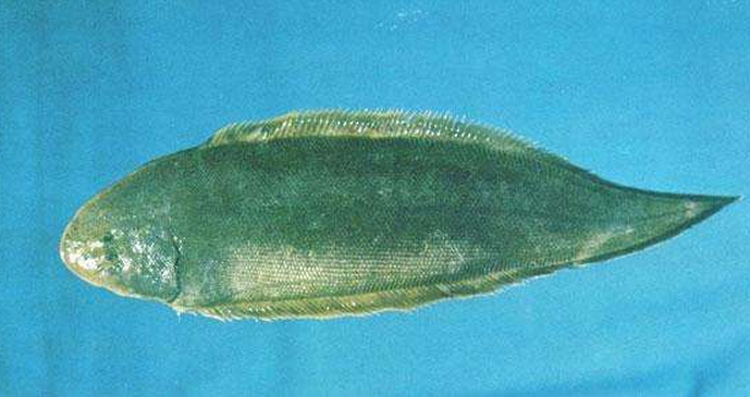 短吻三线舌鳎 (动物)