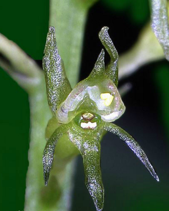 沼兰(植物)_技点百科_技点网(植物)