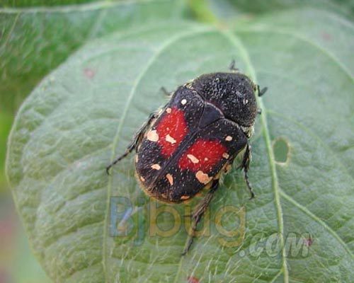 斑青花金龟动物