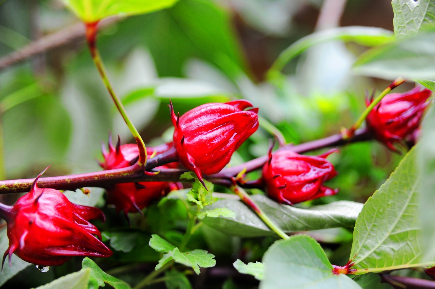 蘇丹紅(植物)