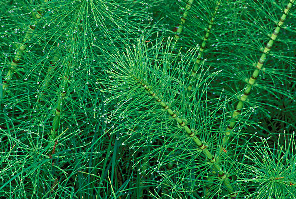 泡木贼镰孢(植物)