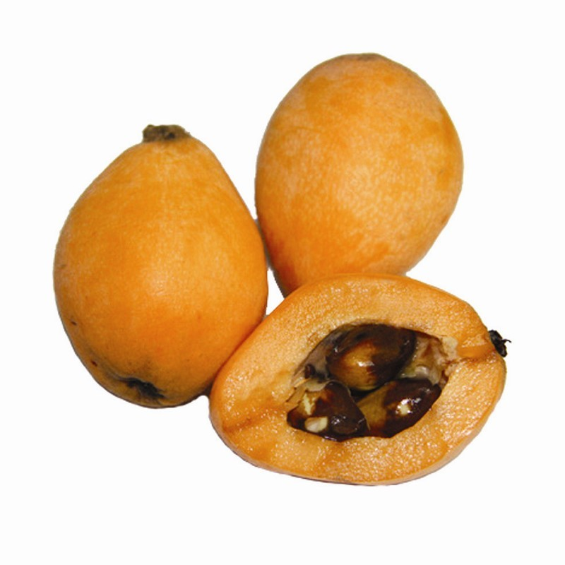 枇杷核(中医学与中药学)