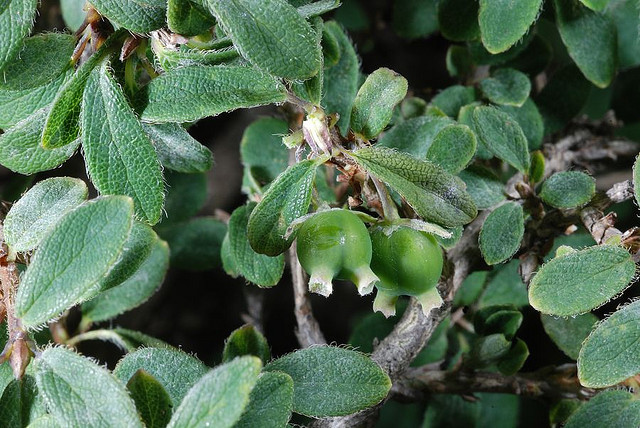 玉山忍冬(植物)玉山忍冬(學名:lonicera kawakamii)為忍冬科忍冬屬的