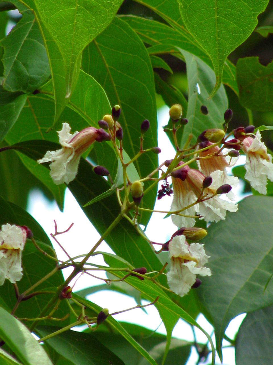 刀豆属(其他生物相关)