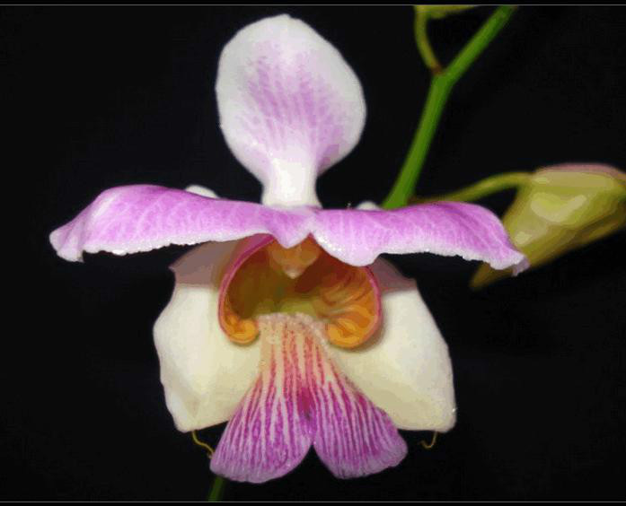 棒叶万代兰(植物)