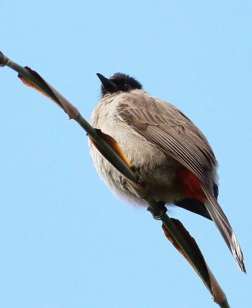 白喉红臀鹎(动物)_技点百科_技点网(动物)