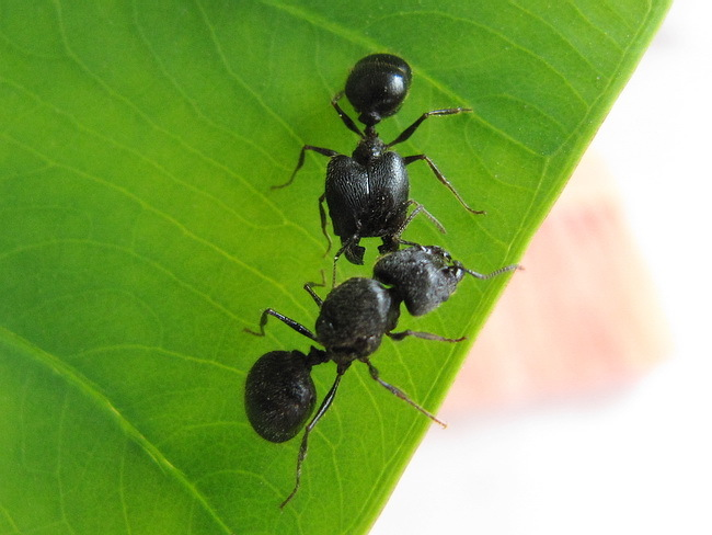 史氏大头蚁(动物)