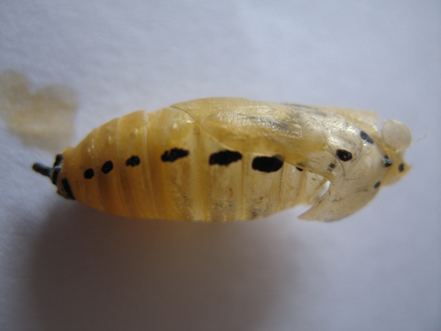 蛹壳(其他生物相关)蛹壳分为"被蛹"和"围蛹",是昆虫羽化后剩下的外壳.