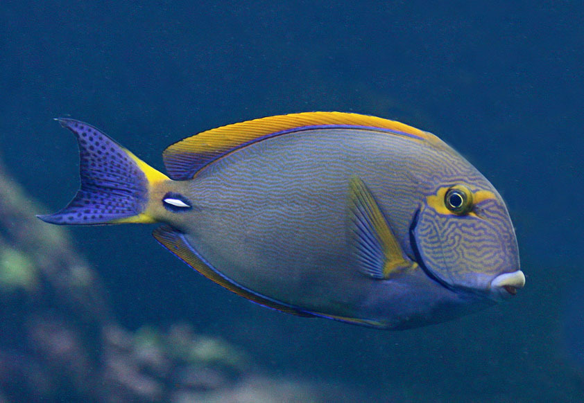 额带刺尾鱼 (动物)