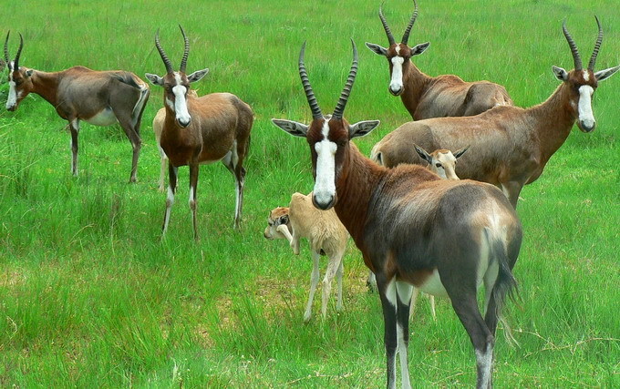白脸牛羚 (临床医学)