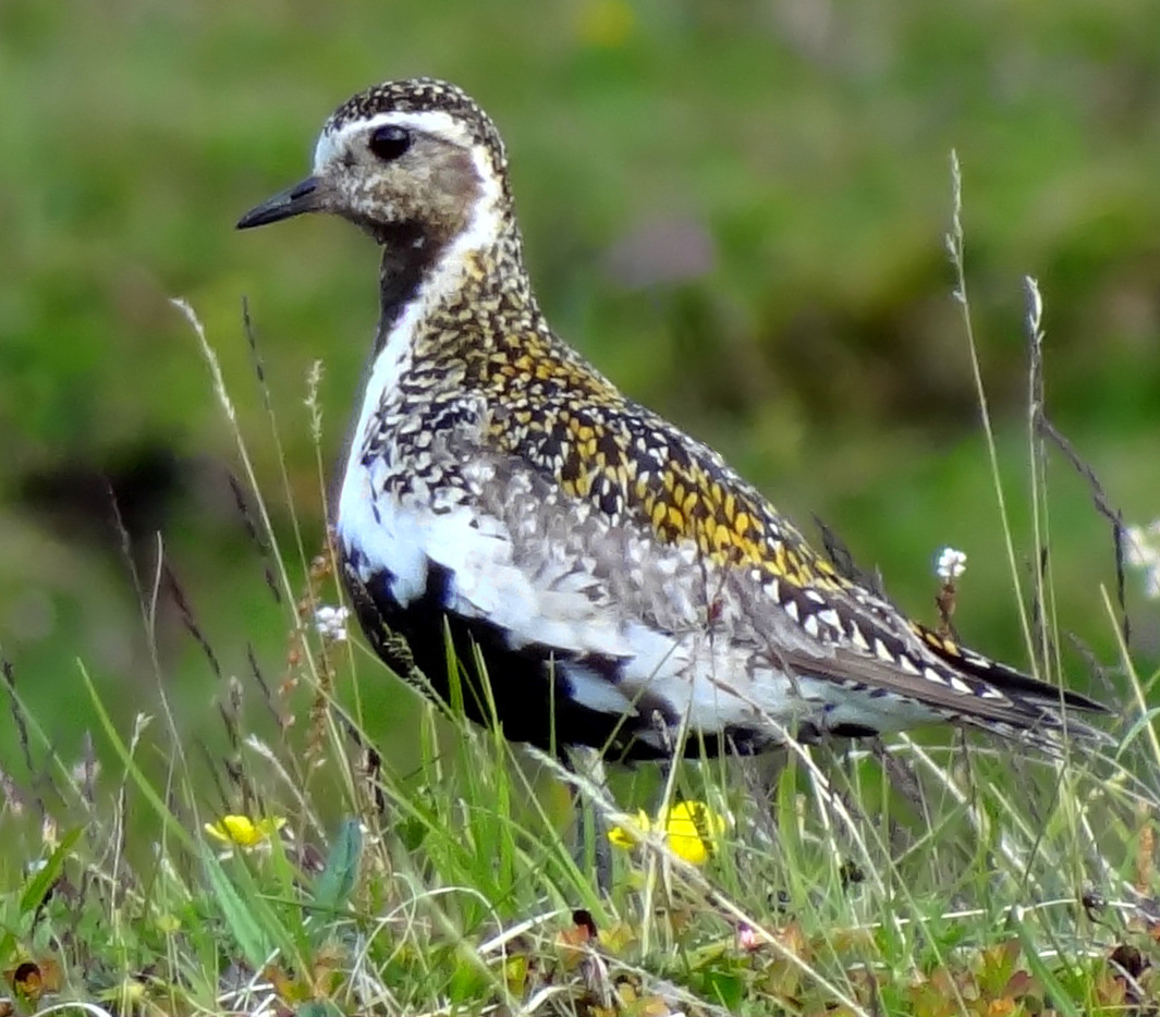 golden-plover, european golden plover, golden plover)是鸻科生物