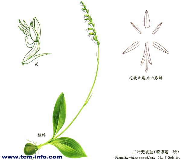 百步还阳丹 (植物)