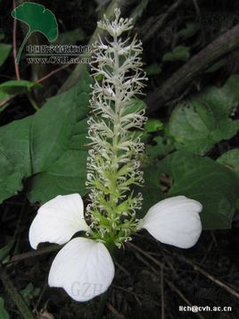 白猪鼻孔(植物)_技点百科_技点网(植物)