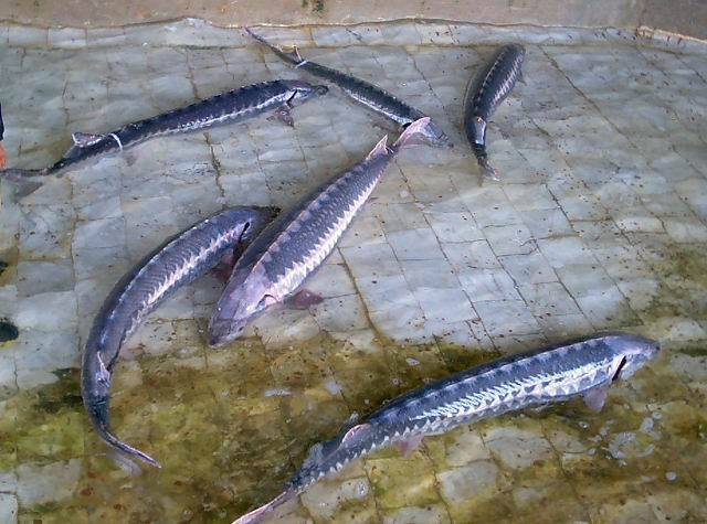 锡尔拟铲鲟动物