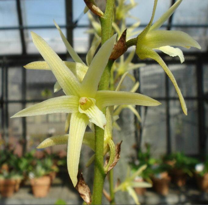 香花毛兰(植物)