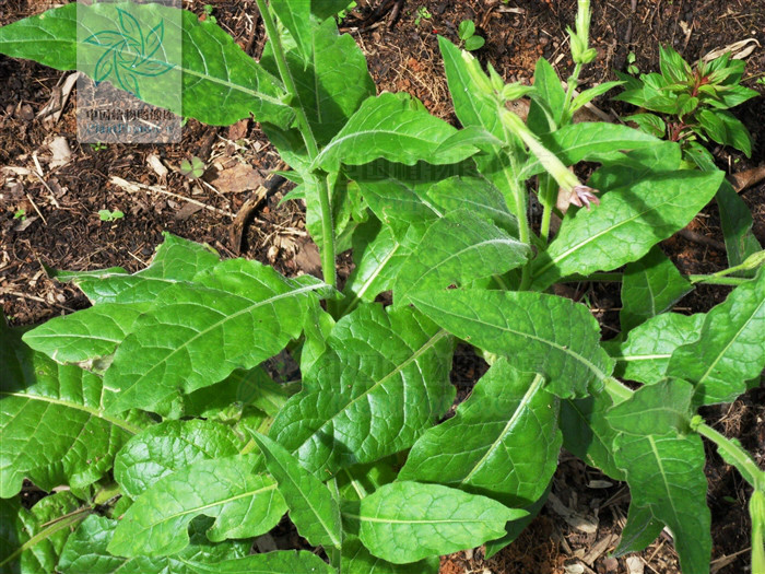 野烟(植物)学名西南山梗菜,半灌木状草本根或全草入药