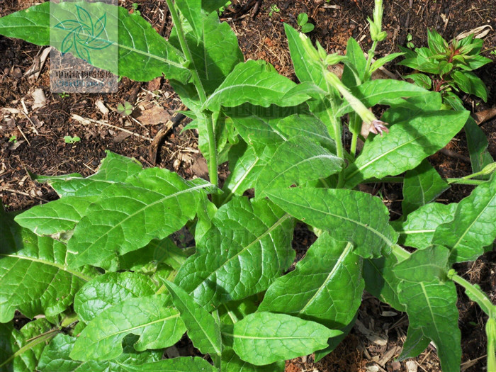 野煙(植物)