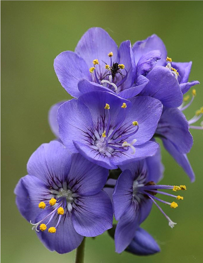 花荵(植物)花荵(学名:polemoniumcoeruleum)又叫电