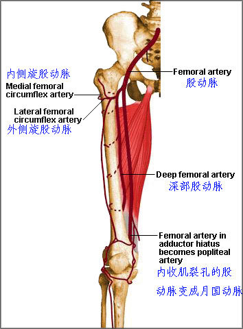 大腿股动脉位置图图片
