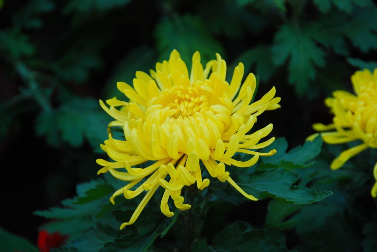 菊(植物)菊花属菊科(学名:dendranthema morifolium),俗称菊花,别名