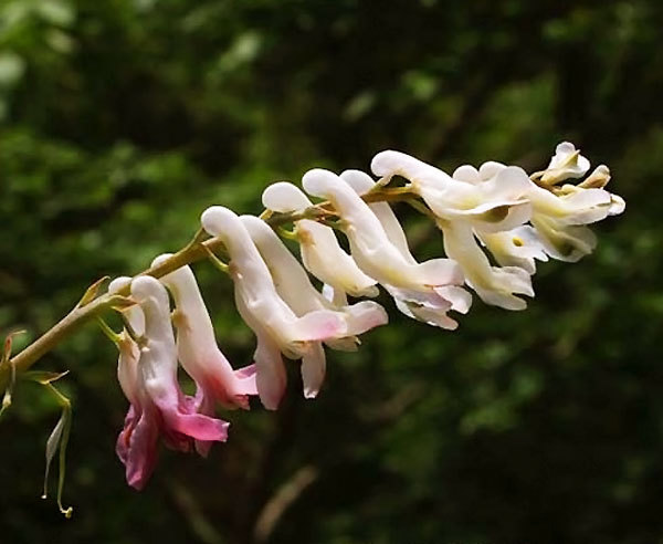 黄断肠草 (植物)