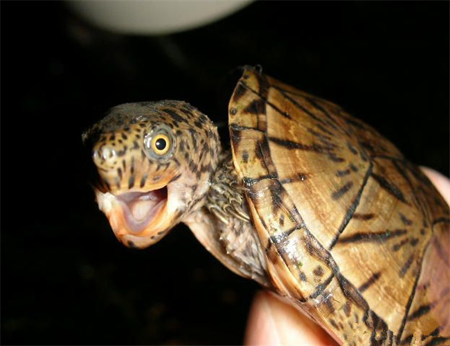 巨头麝香龟 (其他生物相关)