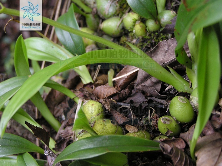 贵州羊耳蒜 (植物)