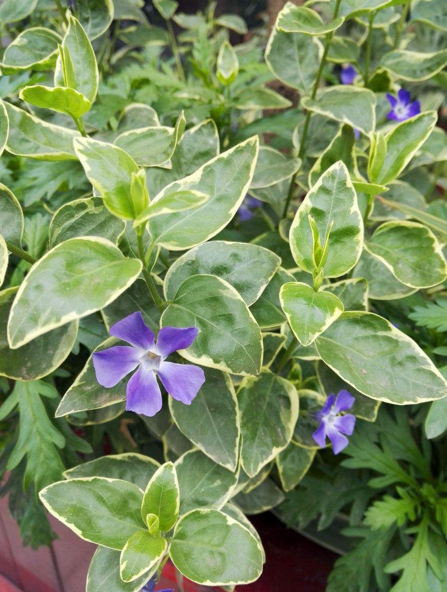 花叶蔓长春花(植物)