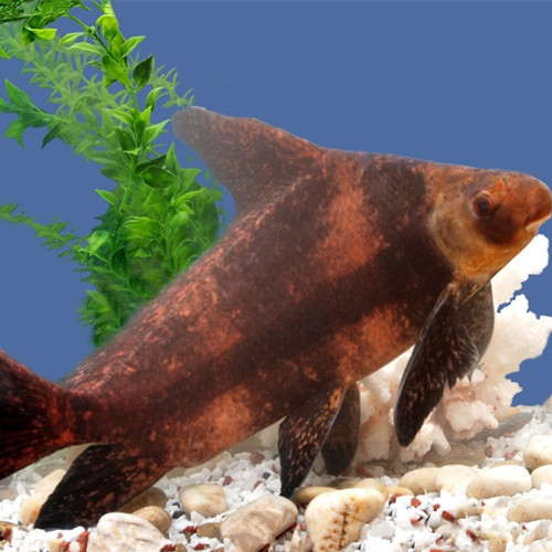 中国胭脂鱼(动物)_技点百科