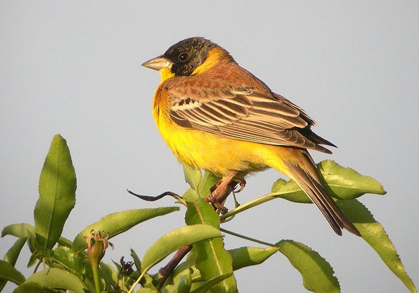 黑头鹀(动物)黑头鹀(学名:emberiza melanocephala)是雀形目,燕雀科的