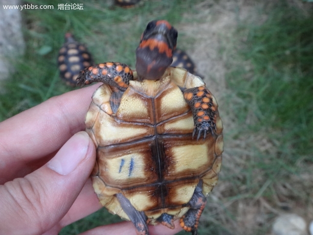 哥倫比亞紅腿陸龜動物