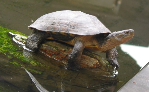 黃喉擬水龜 (動物)