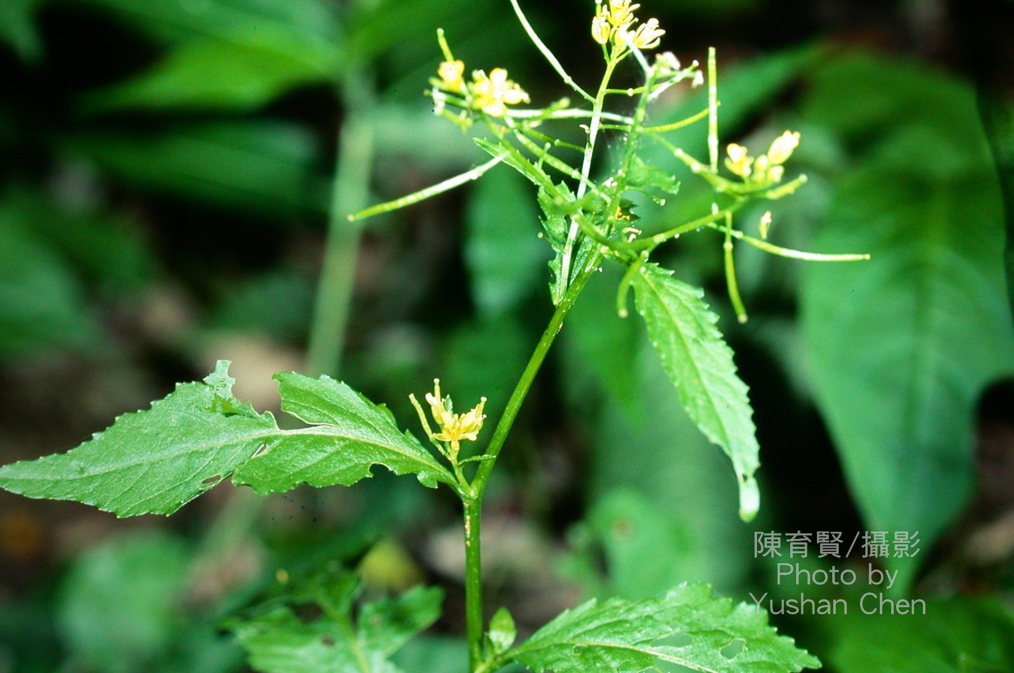 081 葶苈-宁夏罗山植物-图片