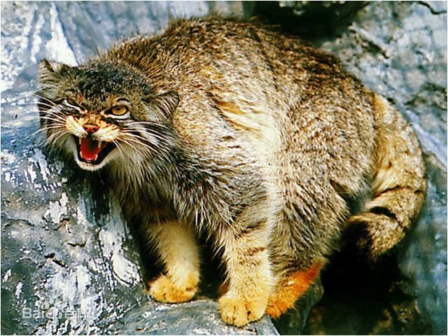 兔狲指名亚种 (动物)