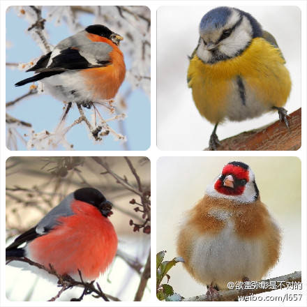 出自人气动画《黑塔利亚axispowersヘタリア》,是基尔伯特·贝什米特