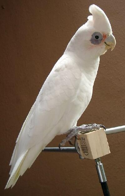 裸眼小葵花鹦鹉(动物)