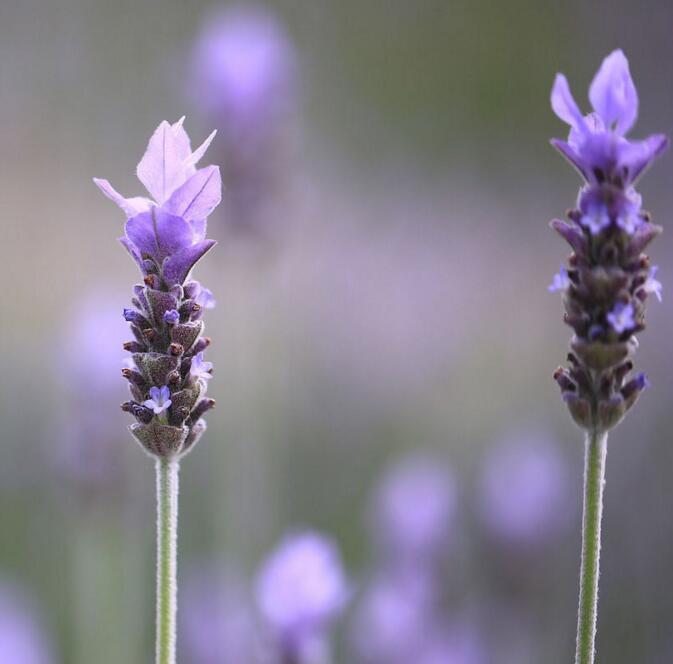 齿叶薰衣草(植物)_技点百科_技点网(植物)