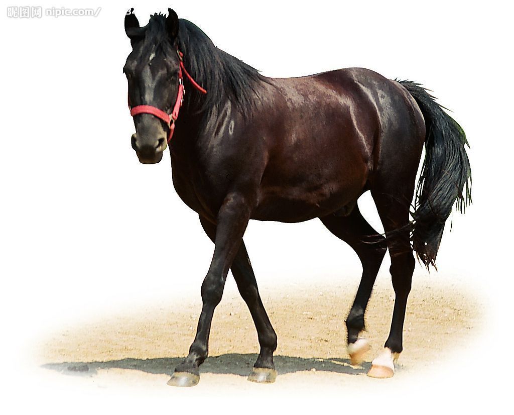 威尔斯小型马(动物)