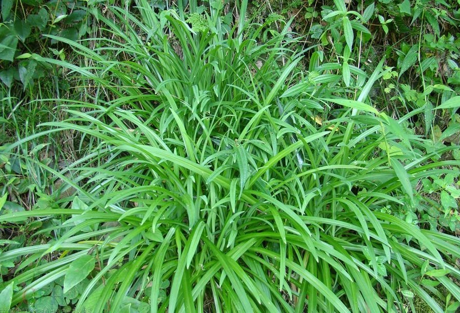 宽叶韭(植物)