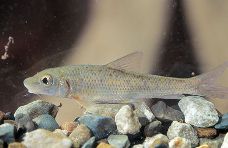 唇鱼骨(其他生物相关)