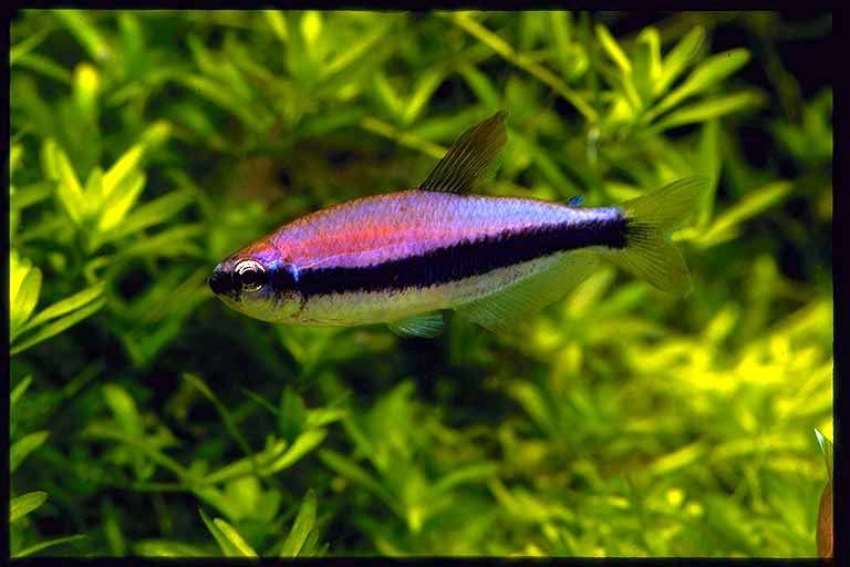 帝王灯鱼 (动物)