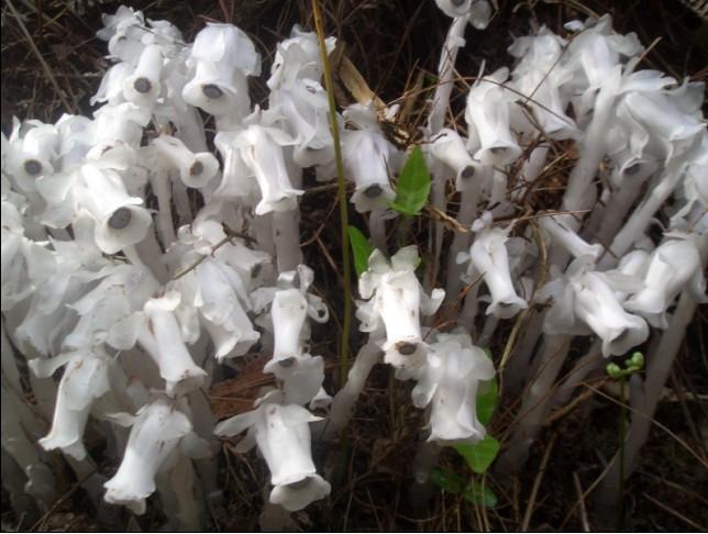 幽灵之花(植物)