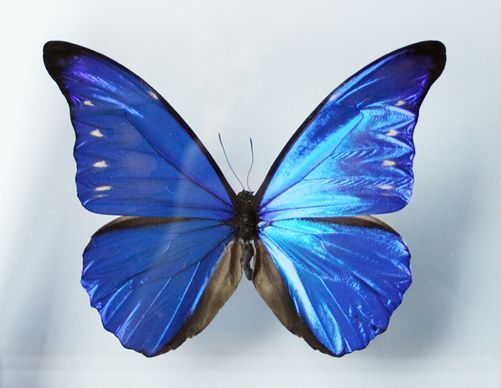 尖翅蓝闪蝶 (动物)