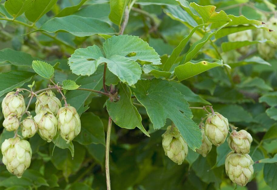 啤酒花(植物)啤酒花(学名:humulus lupulus linn.