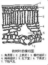 栅栏组织 为美感动 新浪博客