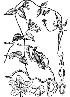 丽子藤(原变种)(植物)攀援灌木,全株具乳汁,除花冠和合蕊柱外,全株均