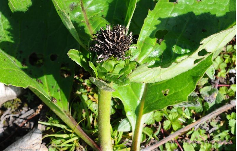 厚叶川木香(植物)