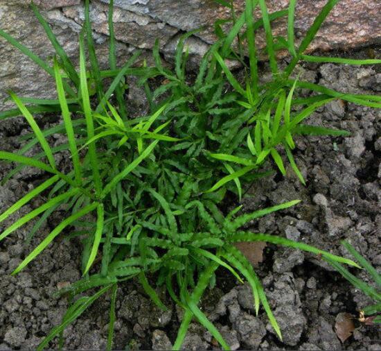 井欄邊草(植物)