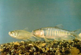 红车公马口鱼其他生物相关