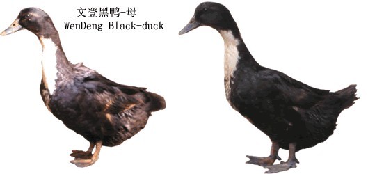文登黑鸭 (动物)